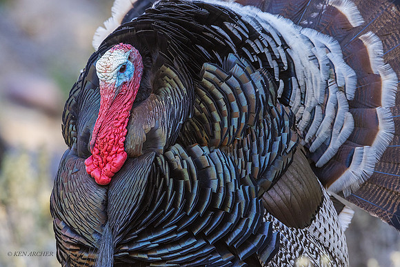 AZMT00090 - Merriam's Turkey