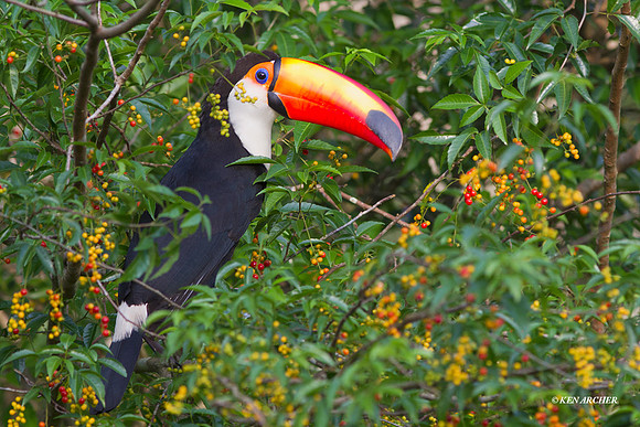 Toco Toucan - ARBD01436