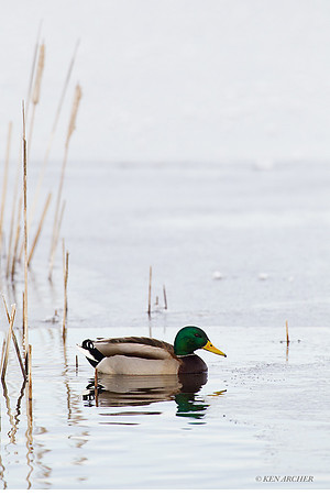 MDDK01022 - Mallard Duck