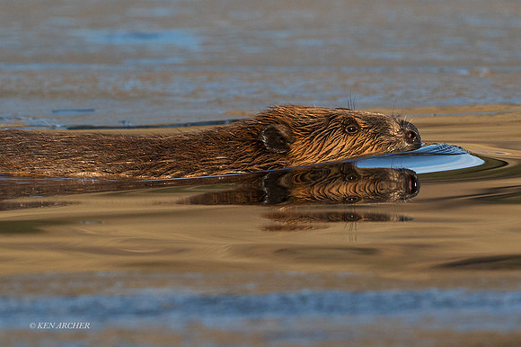 BVR00422 - Beaver