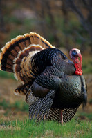 MMTY440807 Merriam's Tom Turkey
