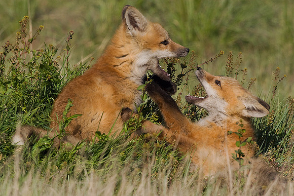 Red Fox Kits Playing - RF00380