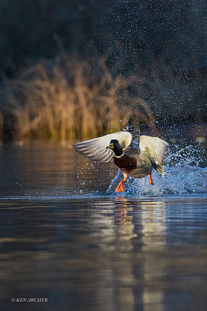 MDFL05383 _ Mallard Duck