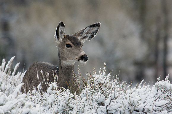 MLDR00196-Mule-Deer-Doe