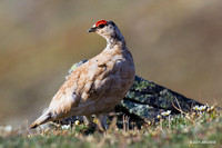 Rock Ptarmigan - NMRM00073