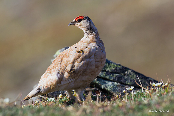 Rock Ptarmigan - NMRM00073