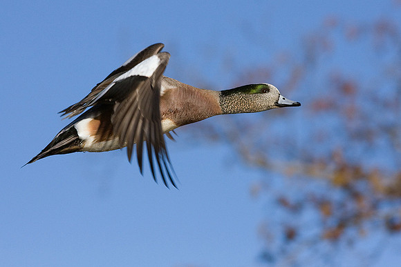 WNFL00907-Widgeon-Duck