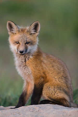 RF00597-Red-Fox-Kit