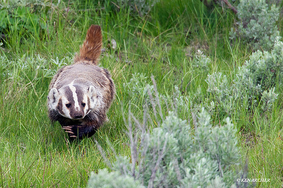Badger Hunting - BR00298