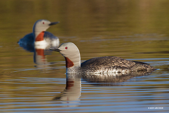 NMRL00942 - Red-throated Loon