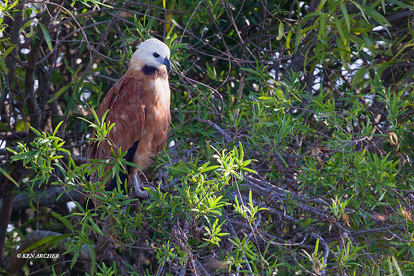 Black-collared Hawk - ARRP00320