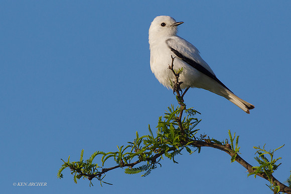 White Monjita - ARBD00507