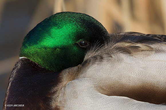 MDDK01562 - Mallard Duck