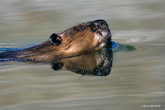 BVR430723 Beaver