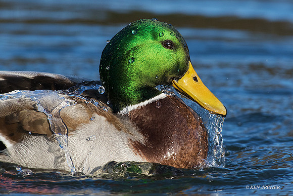 MDDK01498 - Mallard Duck