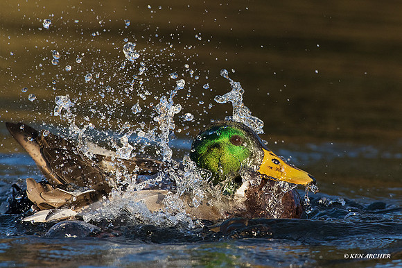MDDK01598 - Mallard Duck