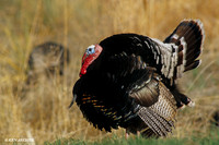 MMTY440827 Merriam's Tom Turkey