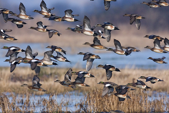 American Widgeon Ducks - WNFL00398