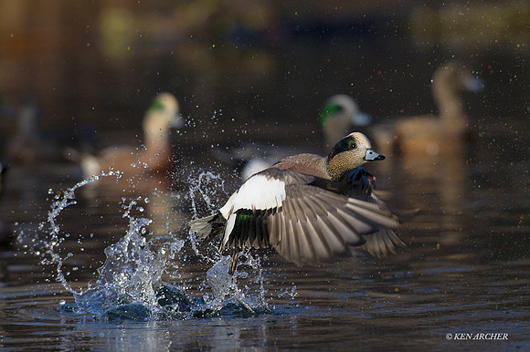 WNFL03344 - Widgeon Duck
