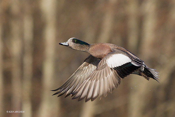 American Wigeon Duck - WNFL02149