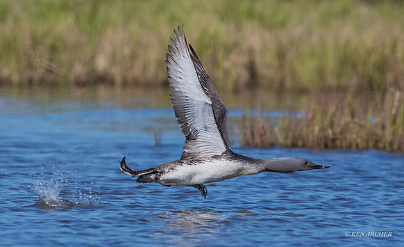 NMRL01861 - Red-throated Loon