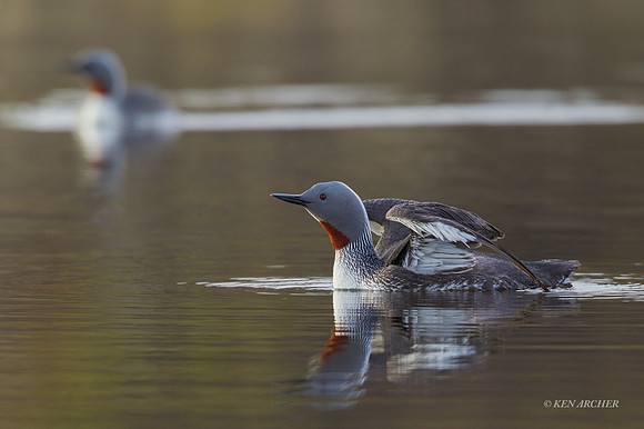 NMRL00409 - Red-throated Loon