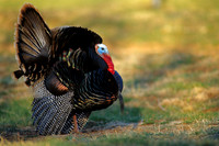 MMTY440003 Merriam's Tom Turkey