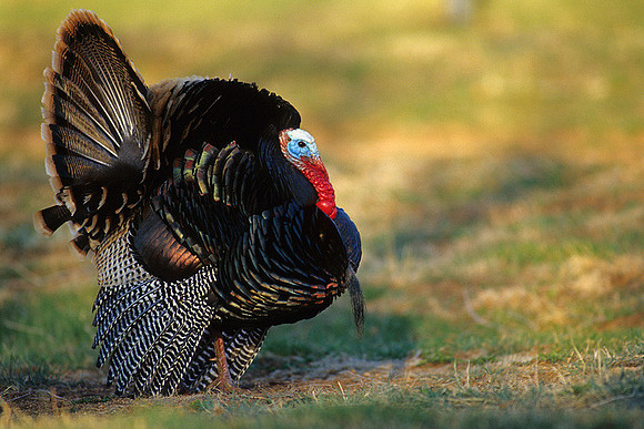 MMTY440003 Merriam's Tom Turkey