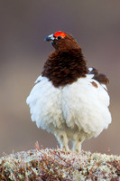 Willow Ptarmigan