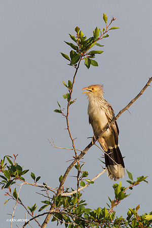 Guira Cuckoo - ARBD01153