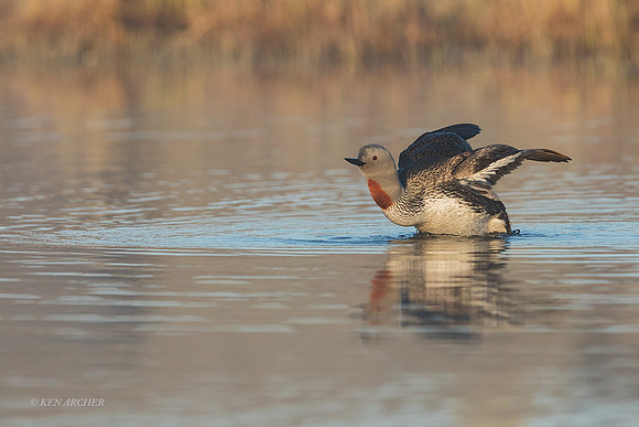 NMRL02224 - Red-throated Loon