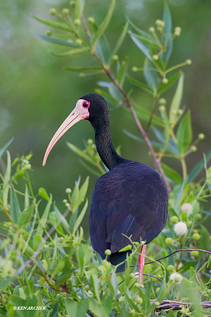 Bare-faced Ibis - ARSB00367