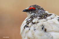 NMRM00552 - Rock Ptarmigan
