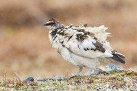 NMRM00431 - Rock Ptarmigan