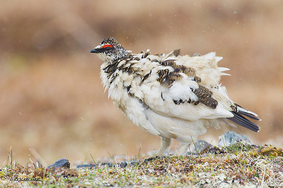 NMRM00431 - Rock Ptarmigan