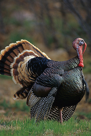 MMTY440809 Merriam's Tom Turkey