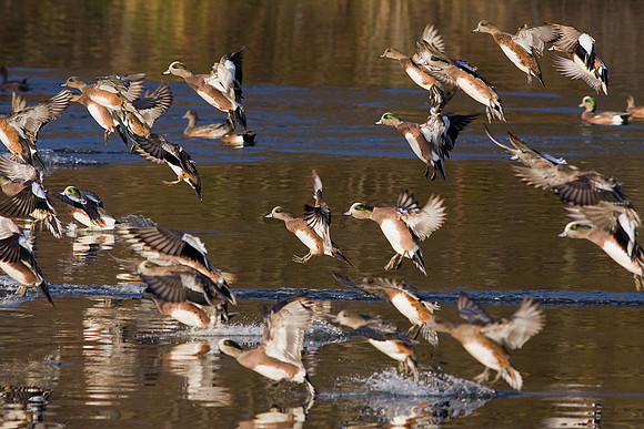 American Widgeon Ducks - WNFL00807