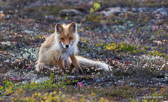 NMRF00128 - Red Fox