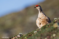 NMRM00065 Rock Ptarmigan