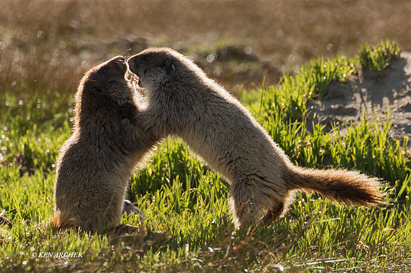 OMT00260 - Olympic Marmot