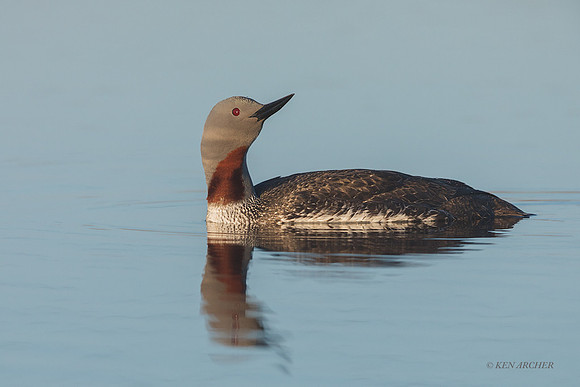 NMRL02259 - Red-throated Loon