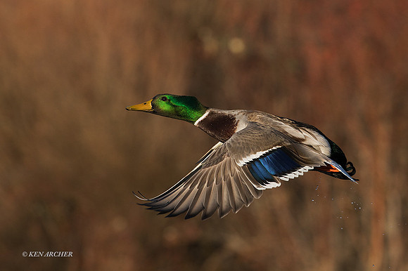 MDFL05616 - Mallard Duck