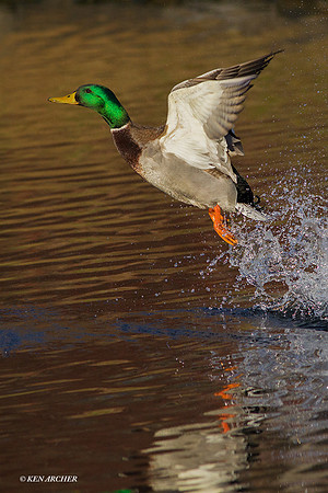MDFL04557 _ Mallard Duck