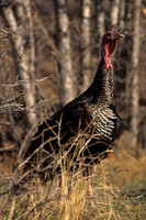 MMTY440360 Merriam's Tom Turkey