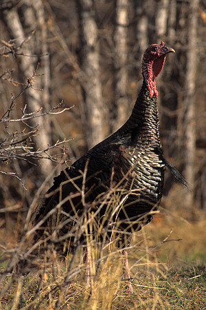 MMTY440360 Merriam's Tom Turkey