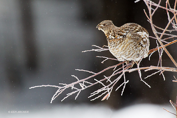 RFGR00008 - Ruffed Grouse