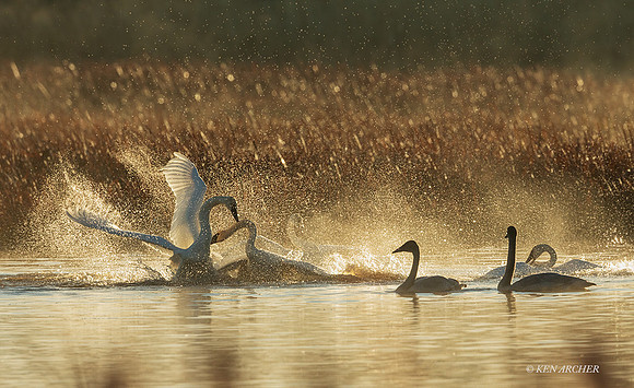 SWTS01478 - Trumpeter Swans