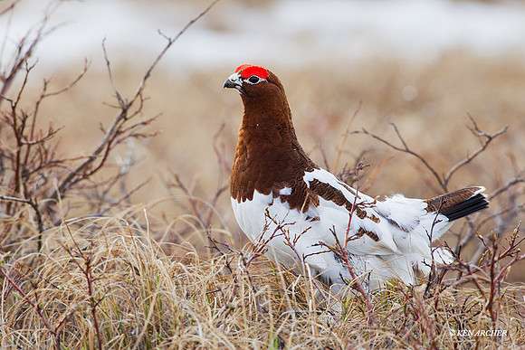 Willow Ptarmigan - NMWP00254