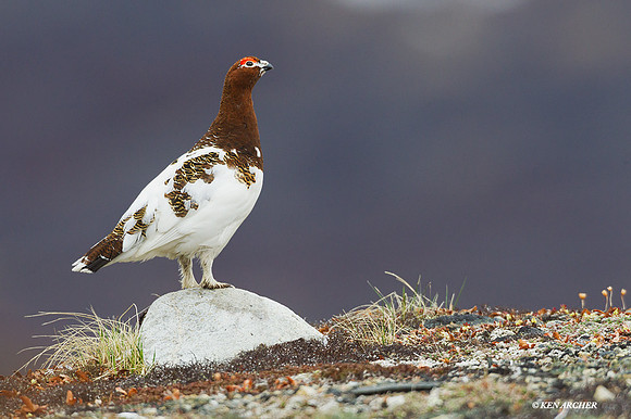 NMWP00511 - Willow Ptarmigan