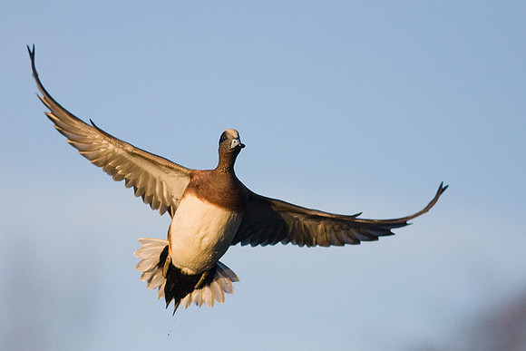 WNFL00429-Widgeon-Duck